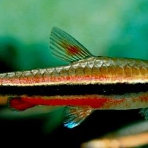 NANNOSTOMUS BECKFORDI – 3/4 CM