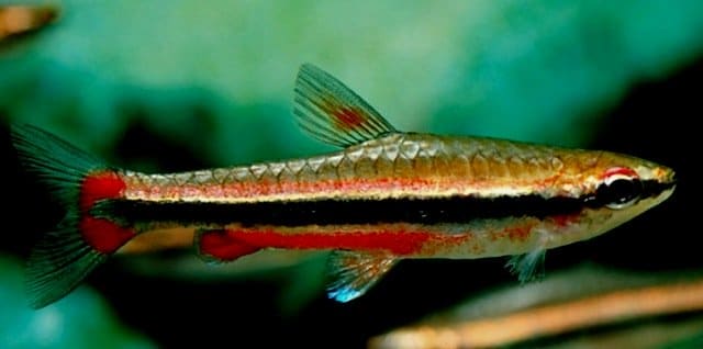 NANNOSTOMUS BECKFORDI – 3/4 CM