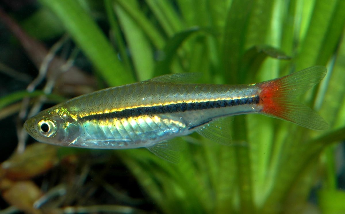 RASBORA BORAPETENSIS –  4/5 CM