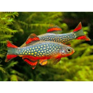 DANIO MARGARITATUS – RASBORA GALAXY – 3 CM- 10 ESEMPLARI