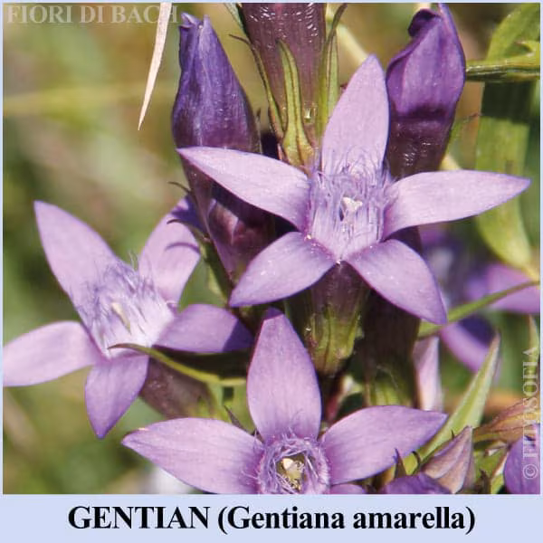 Gentian, fiore di Bach n°12