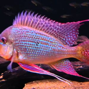GEOPHAGUS SURINAMENSIS – 3/5 CM – WILD