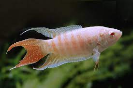 MACROPODUS OPERCULARIS ALBINI – 5 CM